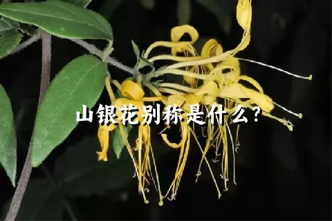 山银花别称是什么？