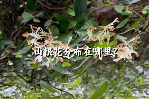 山银花分布在哪里?