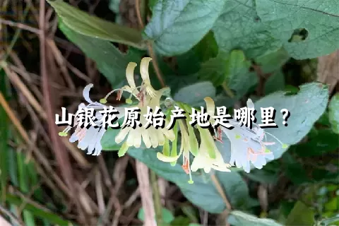 山银花原始产地是哪里？