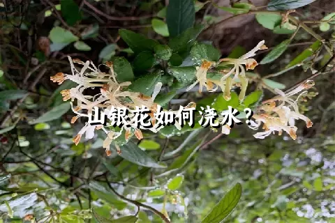 山银花如何浇水？