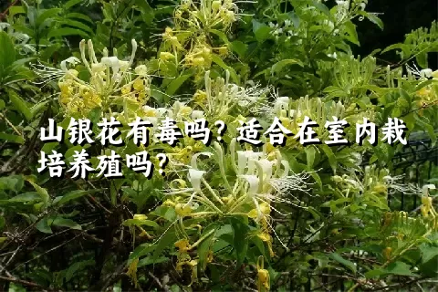 山银花有毒吗？适合在室内栽培养殖吗？