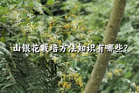 山银花栽培方法知识有哪些？