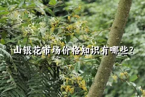 山银花市场价格知识有哪些？