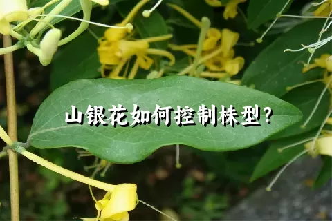 山银花如何控制株型？