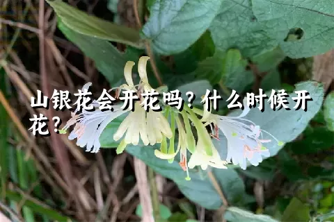 山银花会开花吗？什么时候开花？