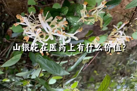 山银花在医药上有什么价值？