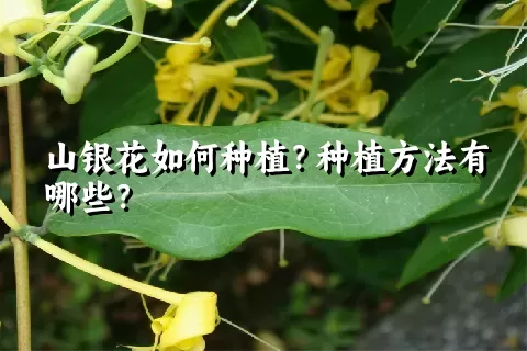 山银花如何种植？种植方法有哪些？