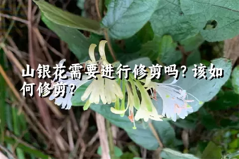 山银花需要进行修剪吗？该如何修剪？