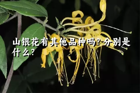 山银花有其他品种吗？分别是什么？