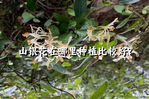 山银花在哪里种植比较好？