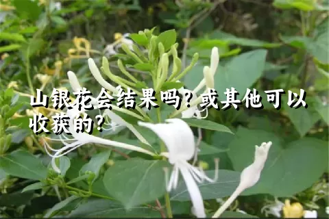 山银花会结果吗？或其他可以收获的？