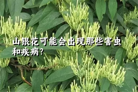 山银花可能会出现那些害虫和疾病？