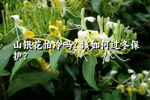 山银花怕冷吗？该如何过冬保护？