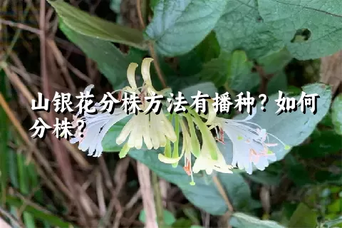 山银花分株方法有播种？如何分株？