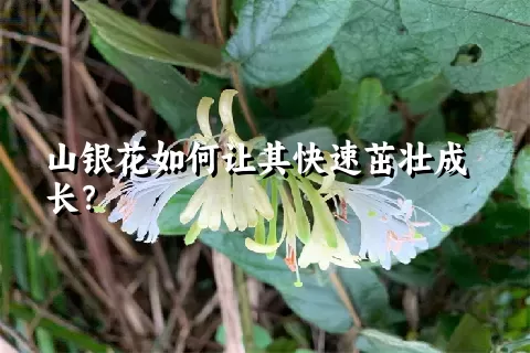 山银花如何让其快速茁壮成长？