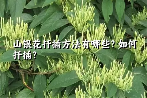 山银花扦插方法有哪些？如何扦插？