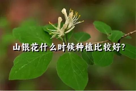 山银花什么时候种植比较好？