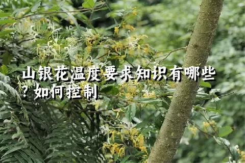 山银花温度要求知识有哪些？如何控制