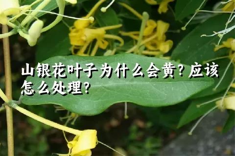 山银花叶子为什么会黄？应该怎么处理？