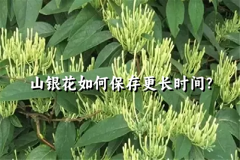 山银花如何保存更长时间？