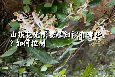 山银花光照要求知识有哪些？如何控制