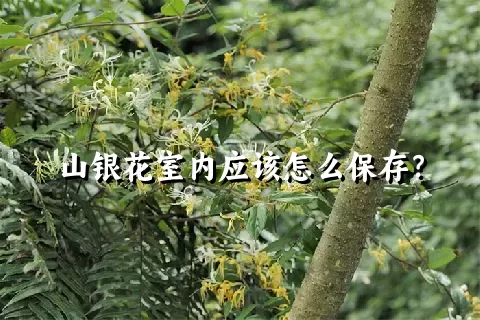 山银花室内应该怎么保存？