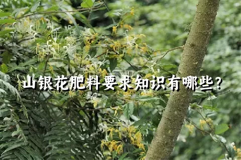 山银花肥料要求知识有哪些？