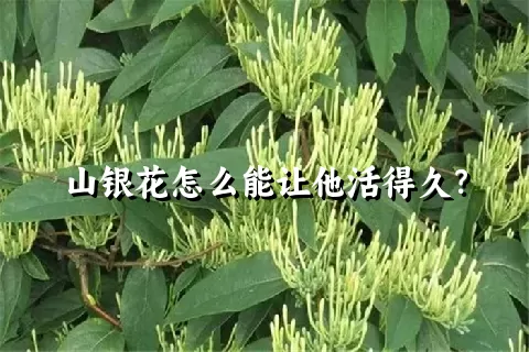 山银花怎么能让他活得久？