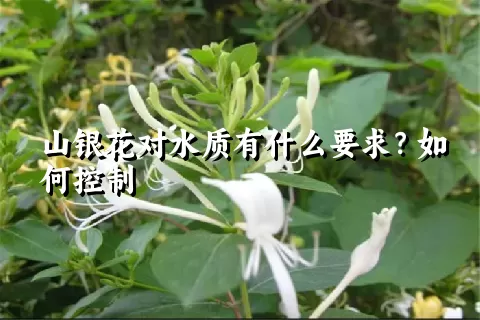 山银花对水质有什么要求？如何控制