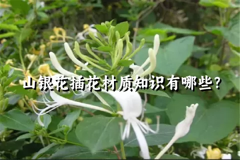 山银花插花材质知识有哪些？