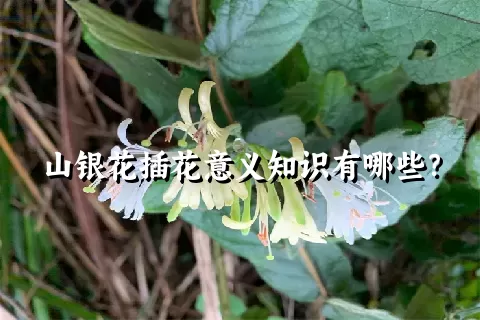 山银花插花意义知识有哪些？