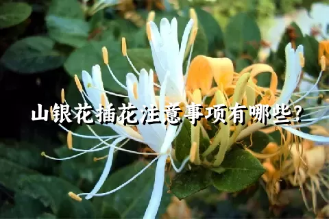 山银花插花注意事项有哪些？