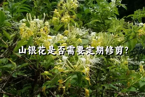 山银花是否需要定期修剪？