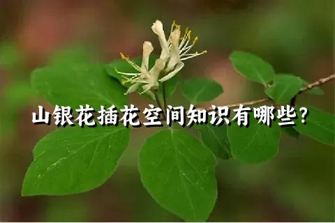 山银花插花空间知识有哪些？