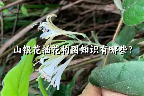 山银花插花构图知识有哪些？