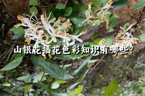 山银花插花色彩知识有哪些？