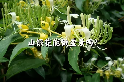 山银花能做盆景吗？