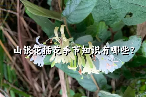 山银花插花季节知识有哪些？