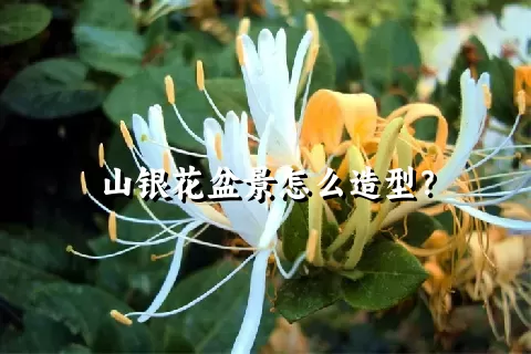 山银花盆景怎么造型？