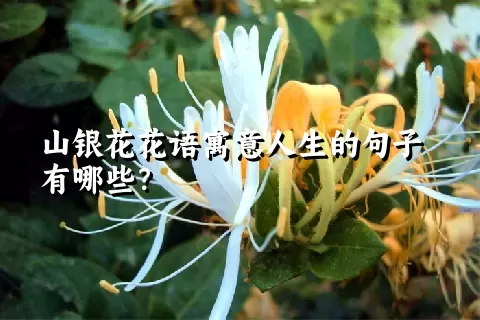 山银花花语寓意人生的句子有哪些？