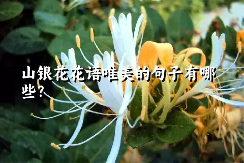 山银花花语唯美的句子有哪些？