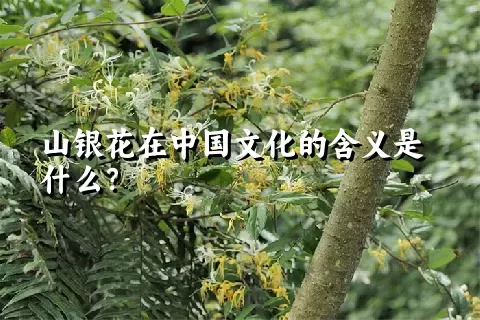 山银花在中国文化的含义是什么？