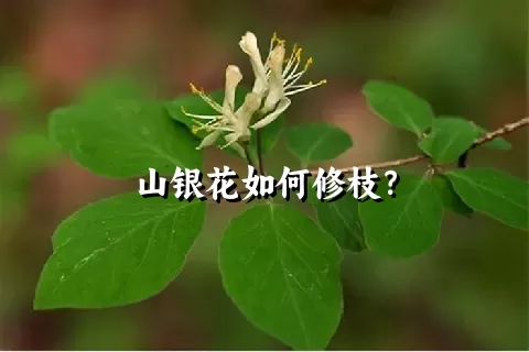 山银花如何修枝？