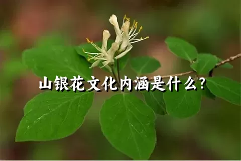 山银花文化内涵是什么？