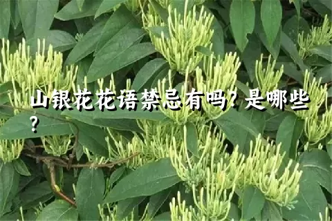 山银花花语禁忌有吗？是哪些？