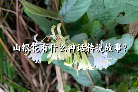 山银花有什么神话传说故事？