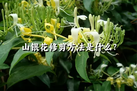 山银花修剪方法是什么？