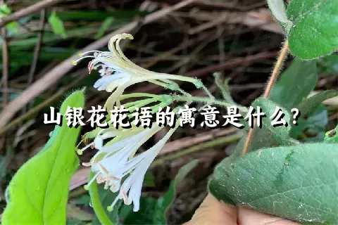 山银花花语的寓意是什么？