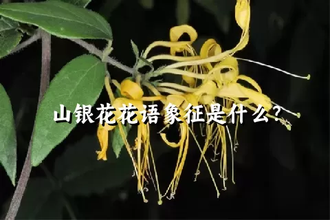 山银花花语象征是什么？