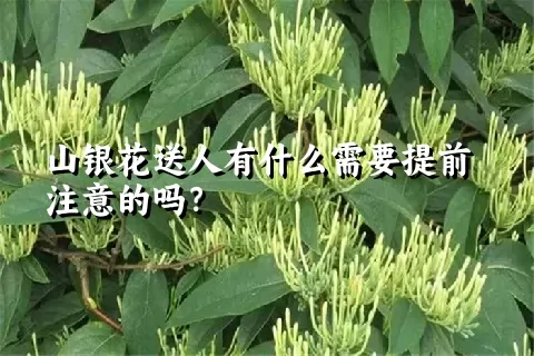 山银花送人有什么需要提前注意的吗？